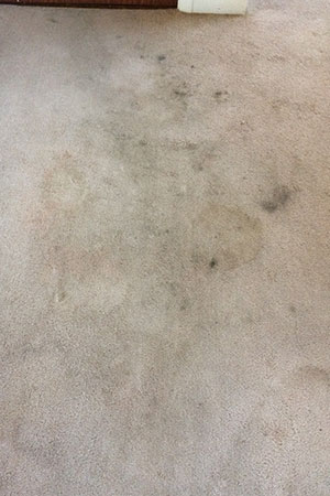 Beige carpet cleaning before cleaning